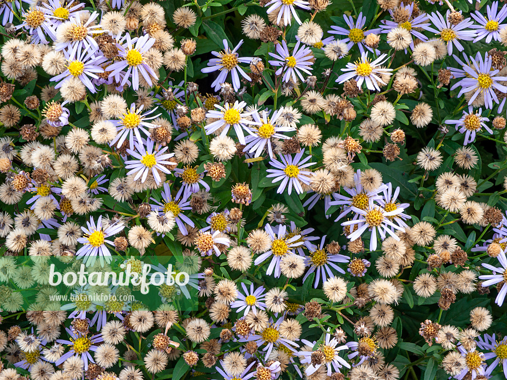 465215 - Bergaster (Aster amellus 'Sternkugel')