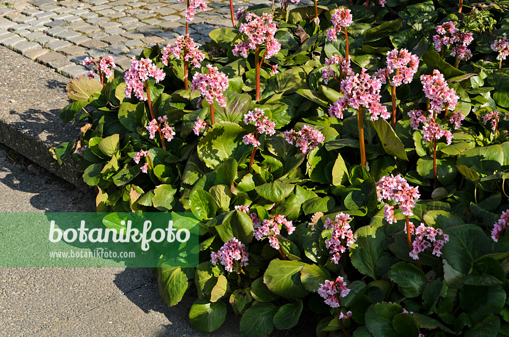 495197 - Bergenie (Bergenia)