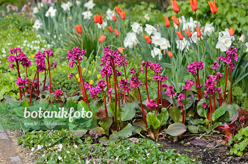 543070 - Bergenien (Bergenia), Tulpen (Tulipa) und Narzissen (Narcissus)