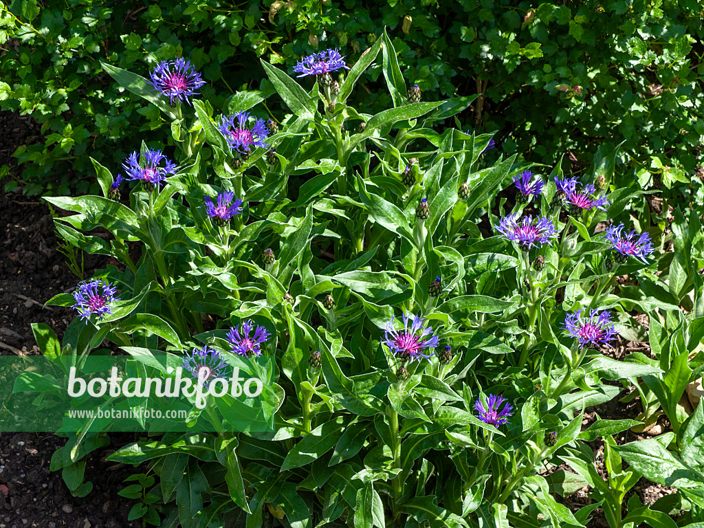 437301 - Bergflockenblume (Centaurea montana)