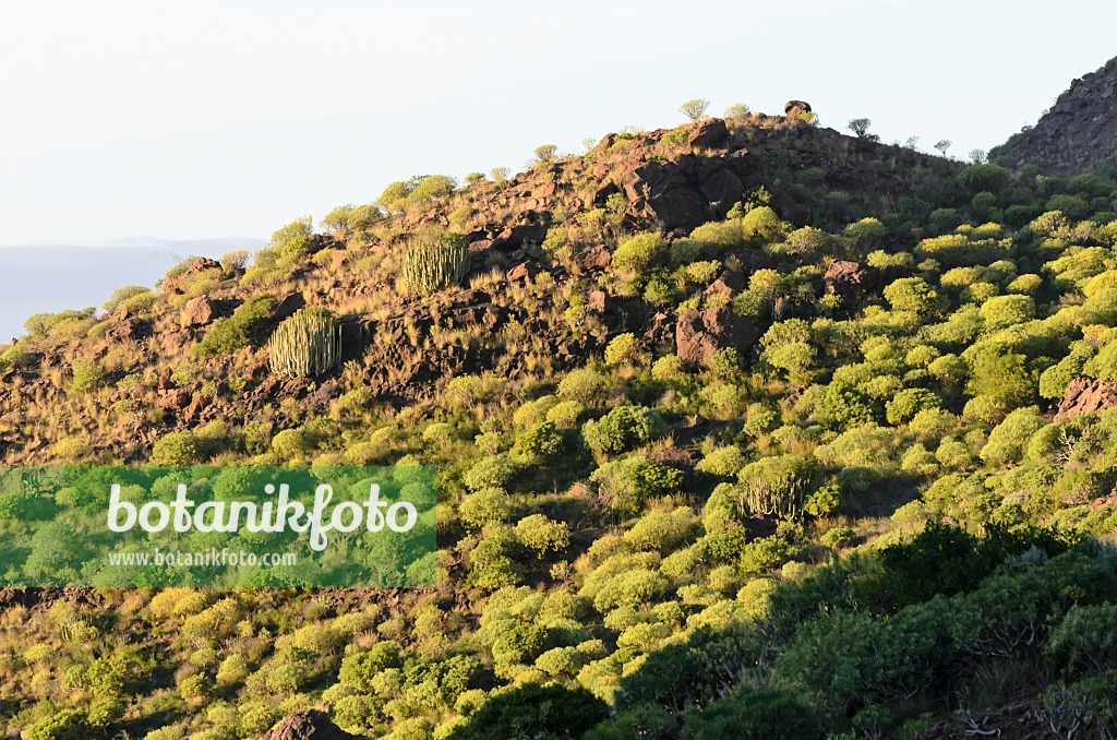 564092 - Berghang mit Wolfsmilch (Euphorbia), Gran Canaria, Spanien