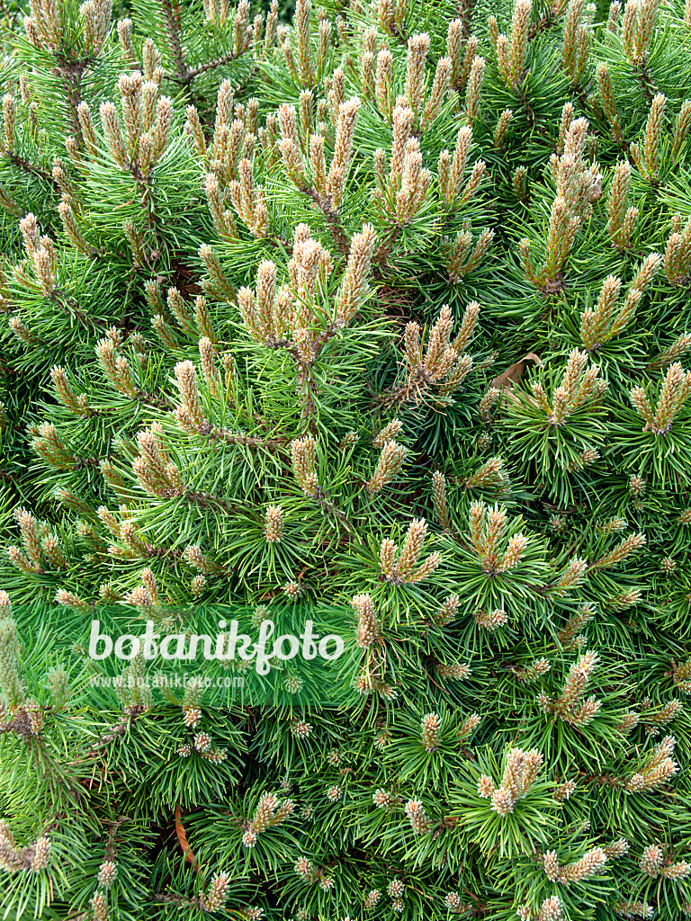 437359 - Bergkiefer (Pinus mugo 'Humpy')