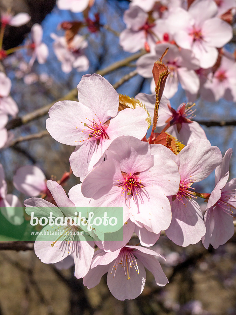 448005 - Bergkirsche (Prunus sargentii)