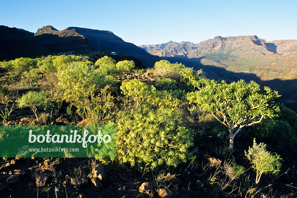 397112 - Berglandschaft bei Los Palmitos, Naturschutzgebiet Pilancones, Gran Canaria, Spanien