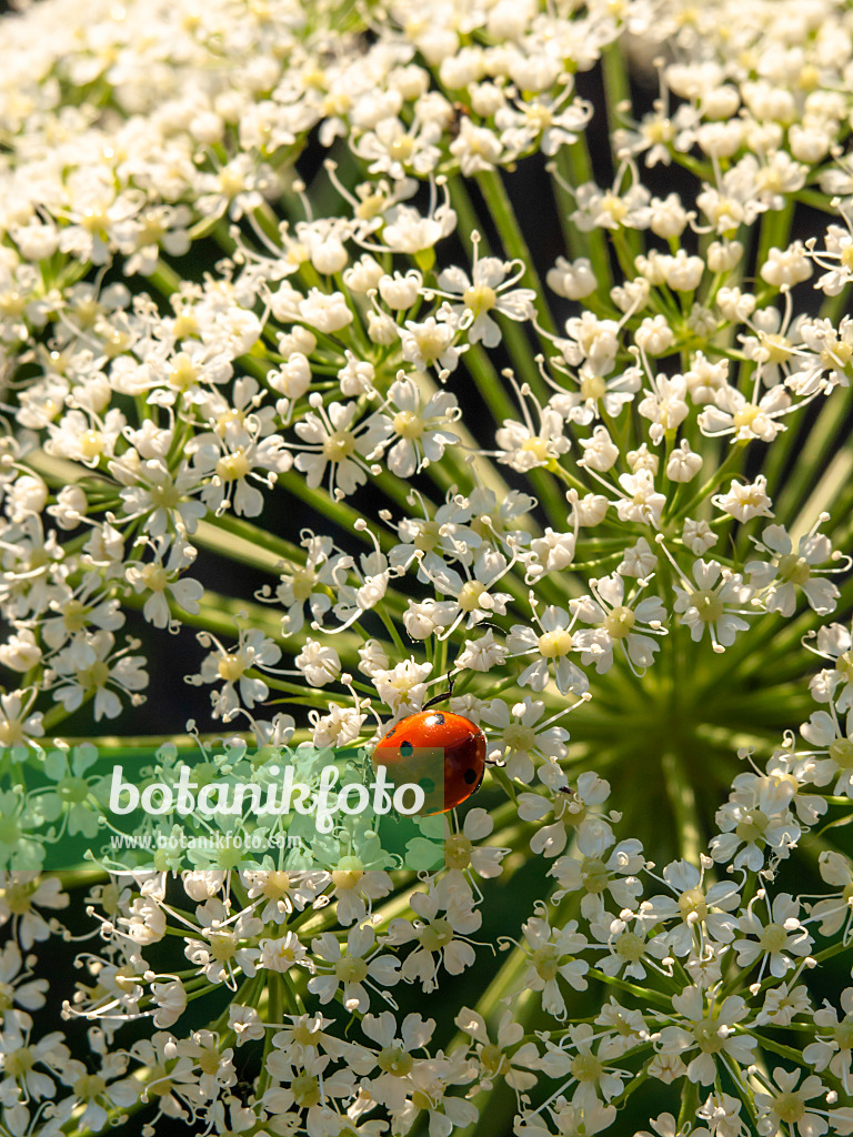 425100 - Berglaserkraut (Laserpitium siler) und Marienkäfer (Coccinella)