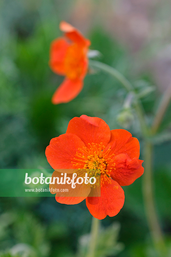 472005 - Bergnelkenwurz (Geum montanum)