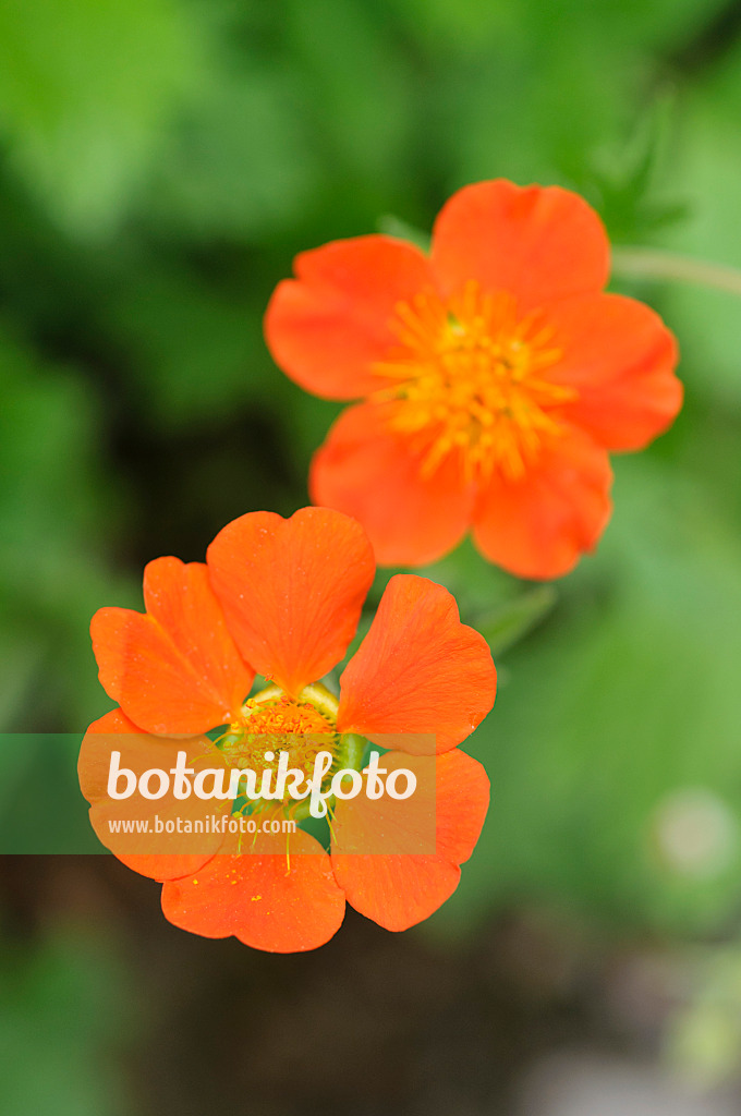 472115 - Bergnelkenwurz (Geum montanum)