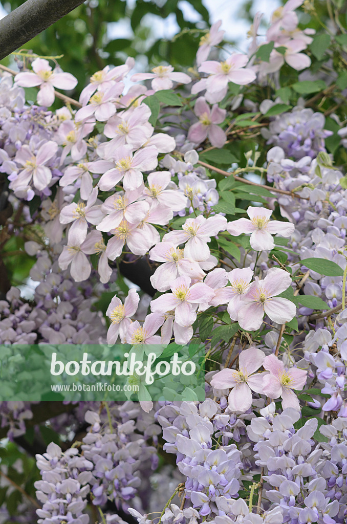 545009 - Bergwaldrebe (Clematis montana) und Blauregen (Wisteria)