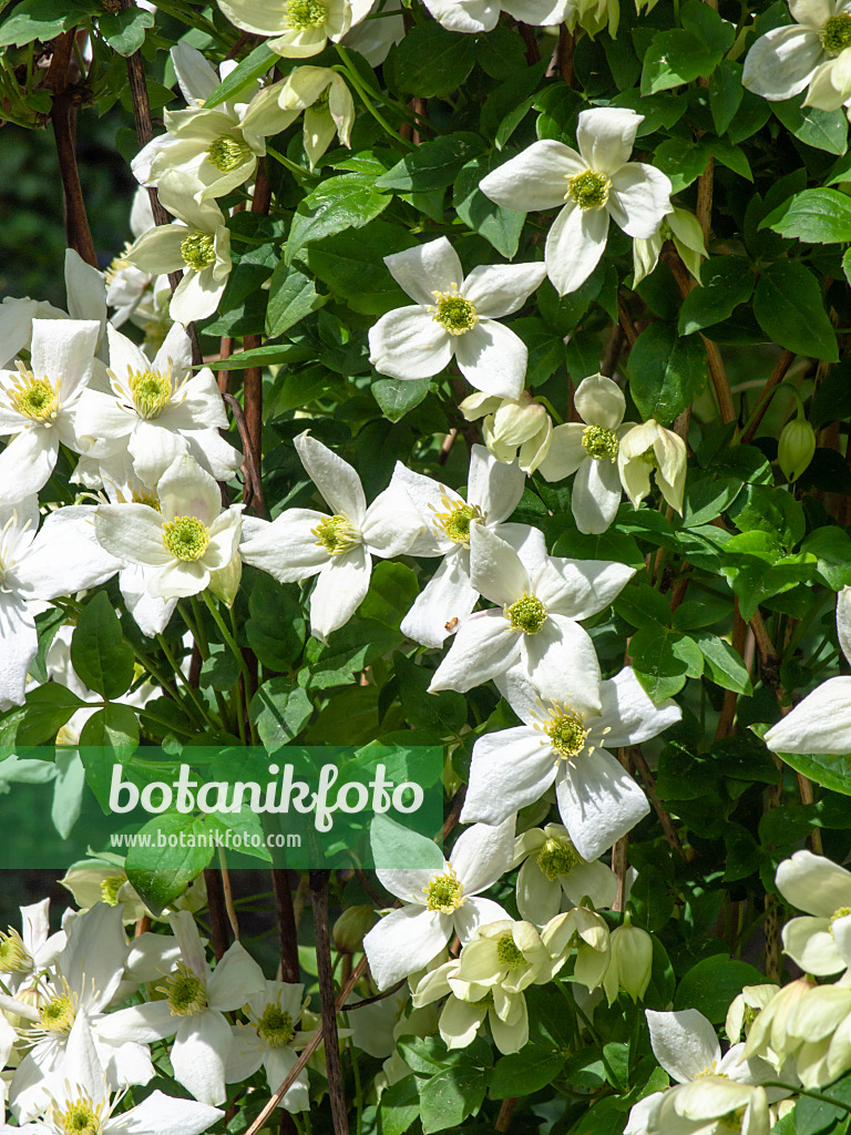 437325 - Bergwaldrebe (Clematis montana var. grandiflora)