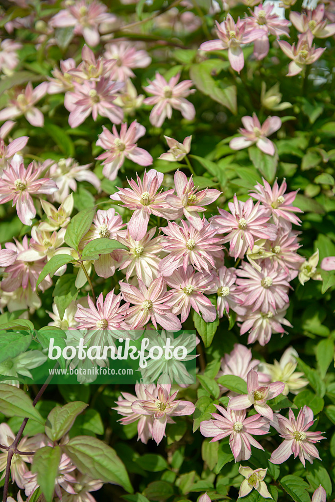 575061 - Bergwaldrebe (Clematis montana 'Marjorie')