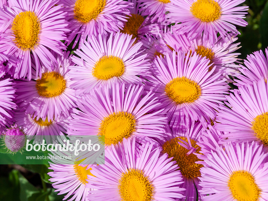 426333 - Berufkraut (Erigeron)