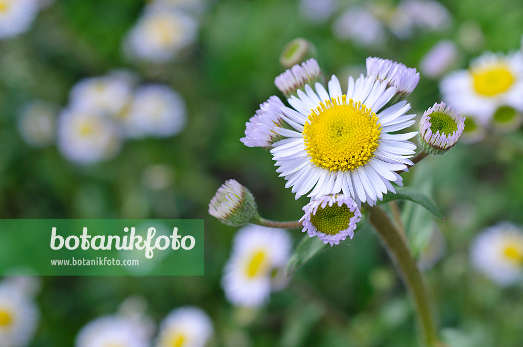 472131 - Berufkraut (Erigeron pulchellus)