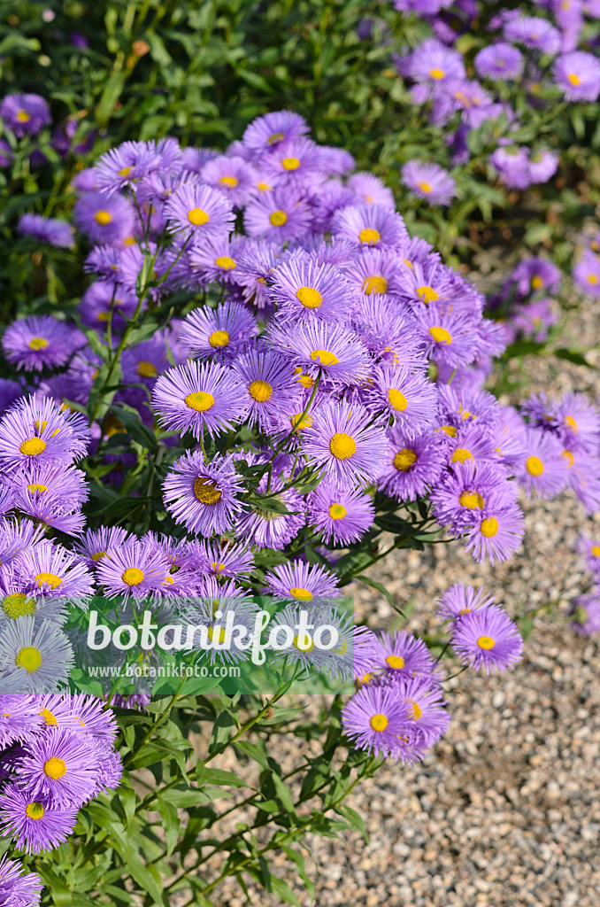 522030 - Berufkraut (Erigeron speciosus 'Adria')