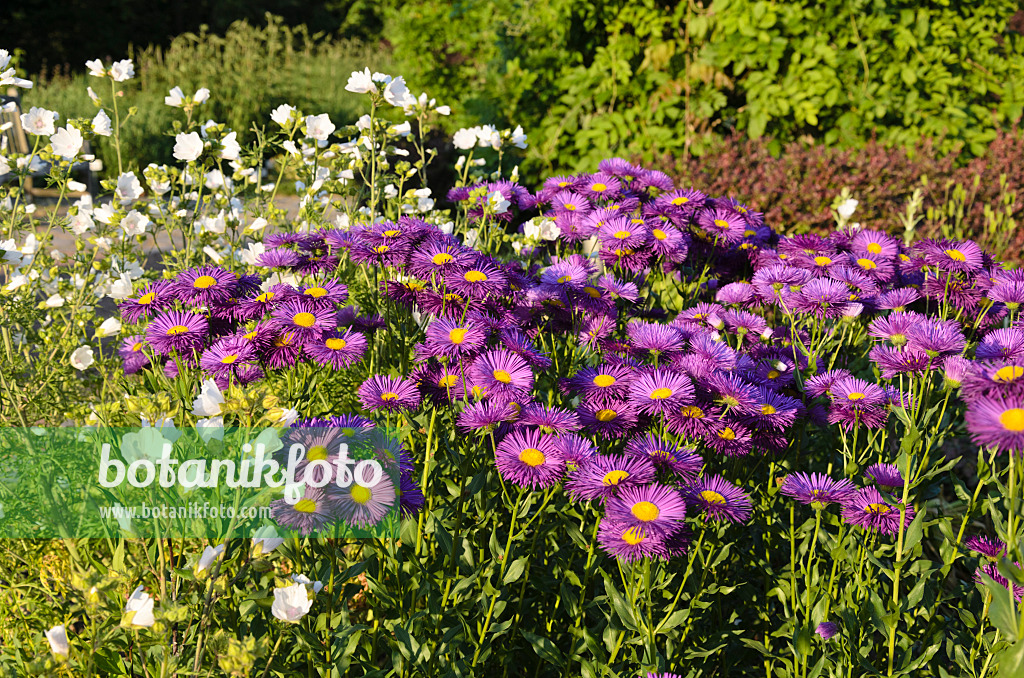 534031 - Berufkraut (Erigeron speciosus 'Dominator')