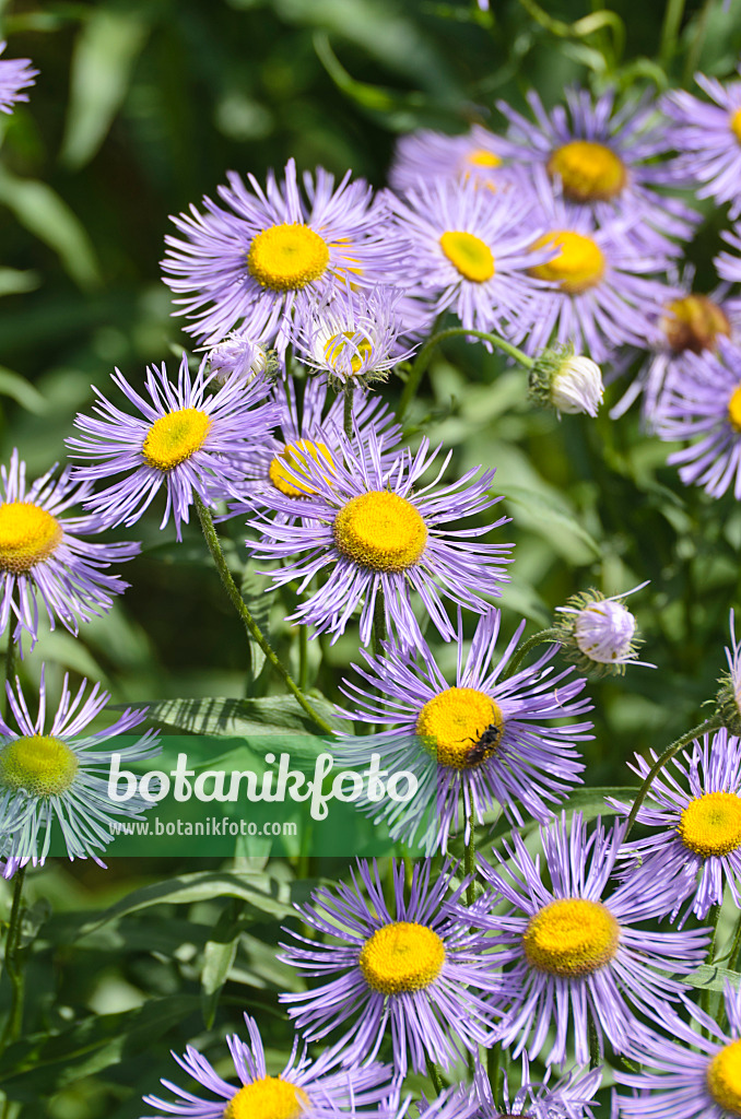 497086 - Berufkraut (Erigeron speciosus var. macranthus)