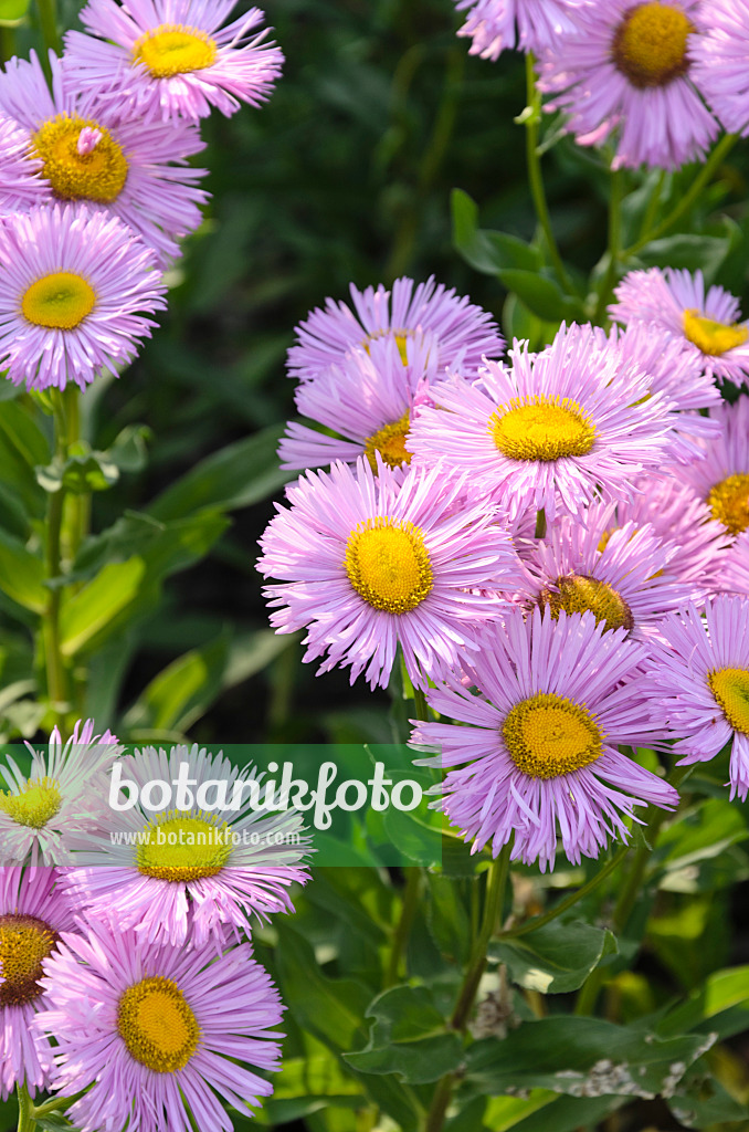 497261 - Berufkraut (Erigeron speciosus 'Rosa Triumph')