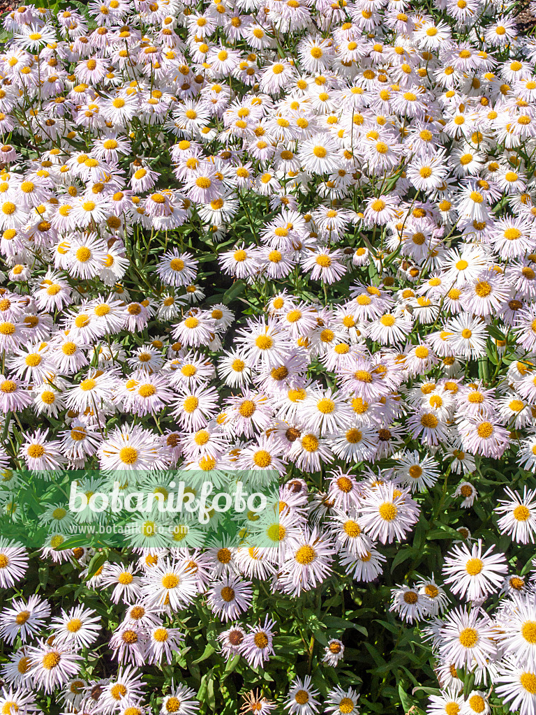 439242 - Berufkraut (Erigeron speciosus 'Sommerneuschnee')