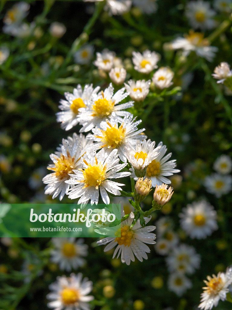 442096 - Berufkraut (Erigeron speciosus 'Sommerneuschnee')