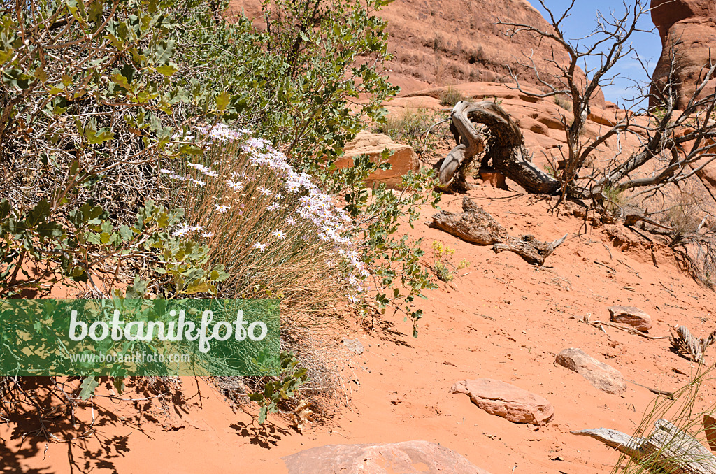 508274 - Berufkraut (Erigeron utahensis), Nationalpark Arches, Utah, USA