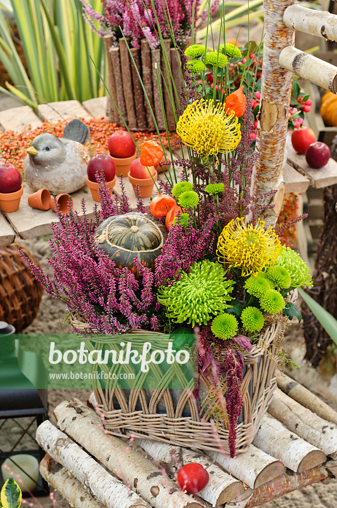 477064 - Besenheide (Calluna), Chrysanthemen (Chrysanthemum), Nadelkissen (Leucospermum) und Kürbis (Cucurbita) in einem herbstlichen Blumenarrangement