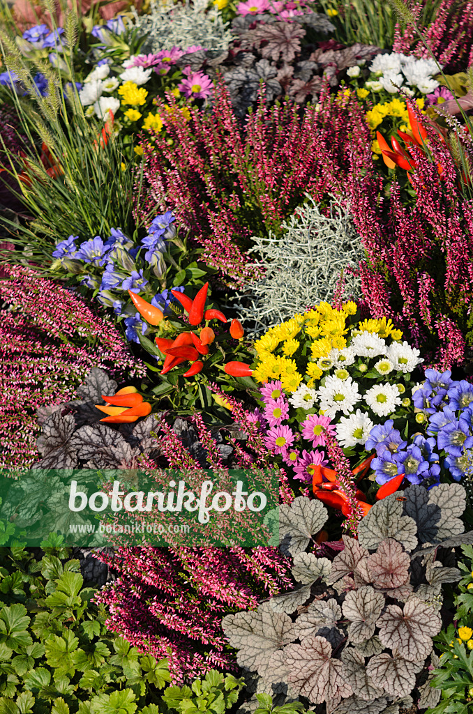 571083 - Besenheide (Calluna), Enziane (Gentiana), Chilis (Capsicum), Purpurglöckchen (Heuchera) und Chrysanthemen (Chrysanthemum)