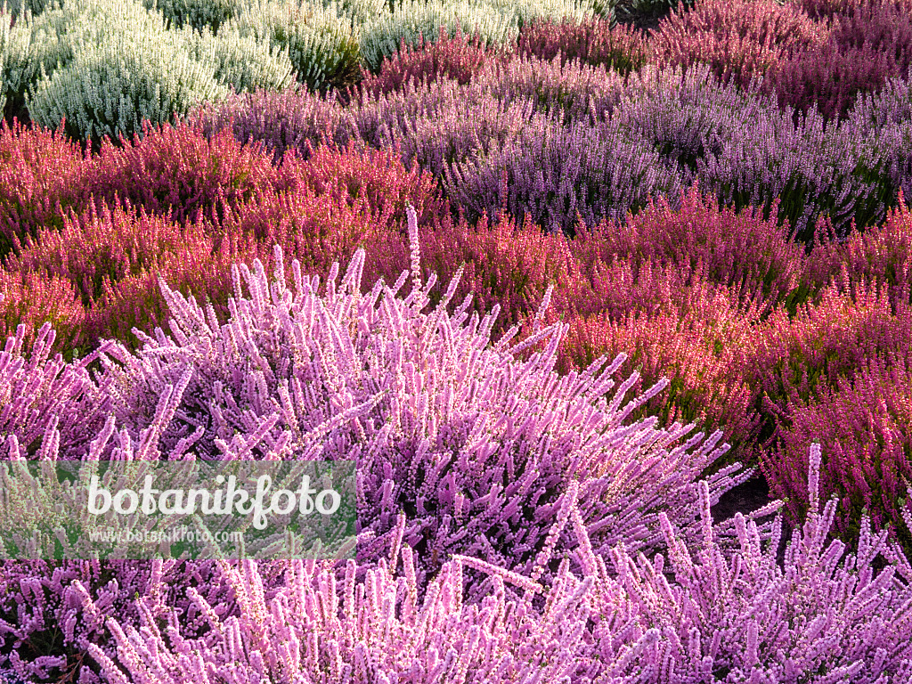 418018 - Besenheide (Calluna vulgaris)