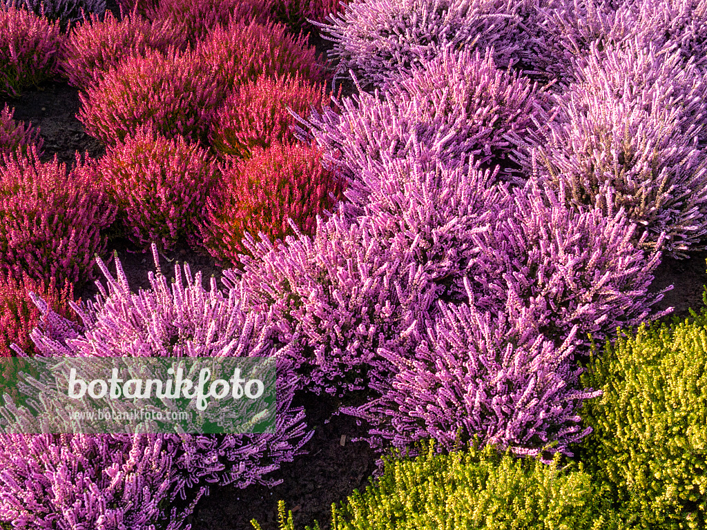 418019 - Besenheide (Calluna vulgaris)