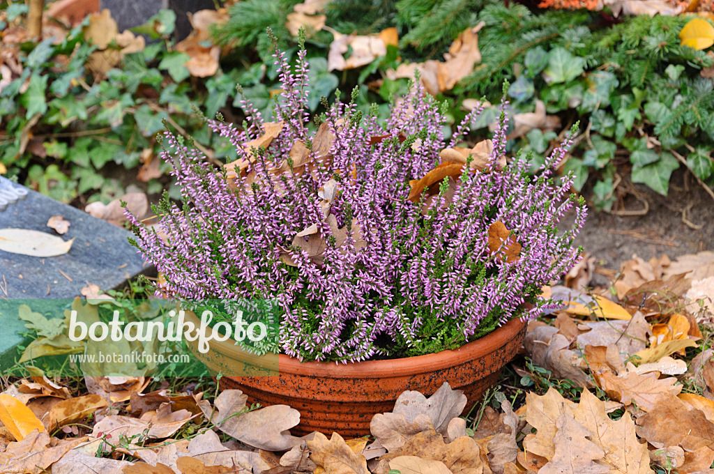 466025 - Besenheide (Calluna vulgaris)