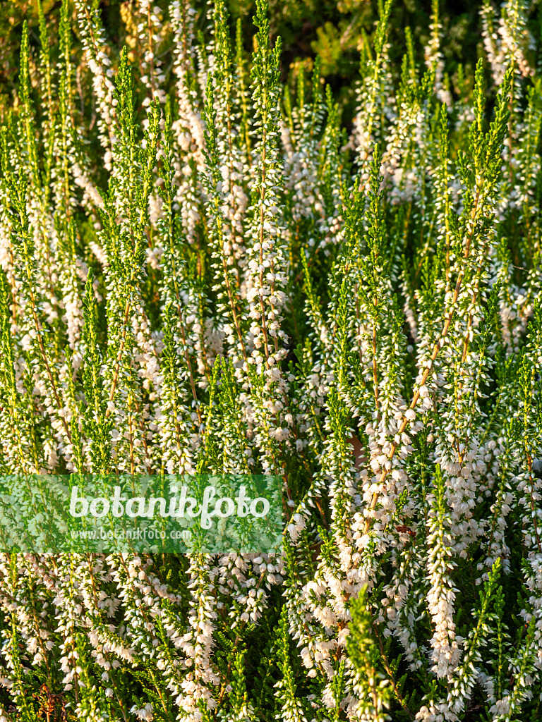 441151 - Besenheide (Calluna vulgaris 'Alba Erecta')