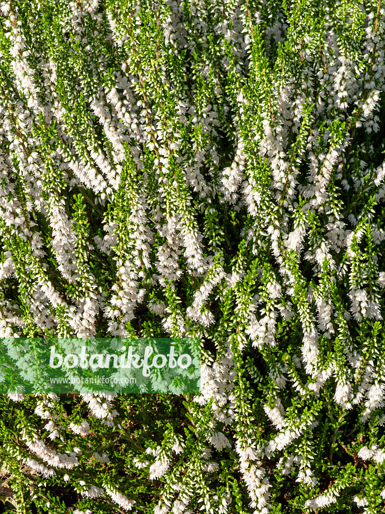 464017 - Besenheide (Calluna vulgaris 'Alba Erecta')