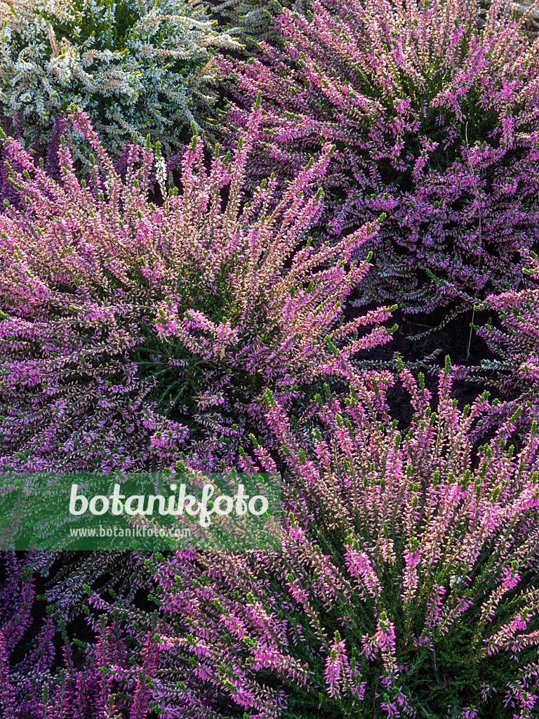 406026 - Besenheide (Calluna vulgaris 'Anette')