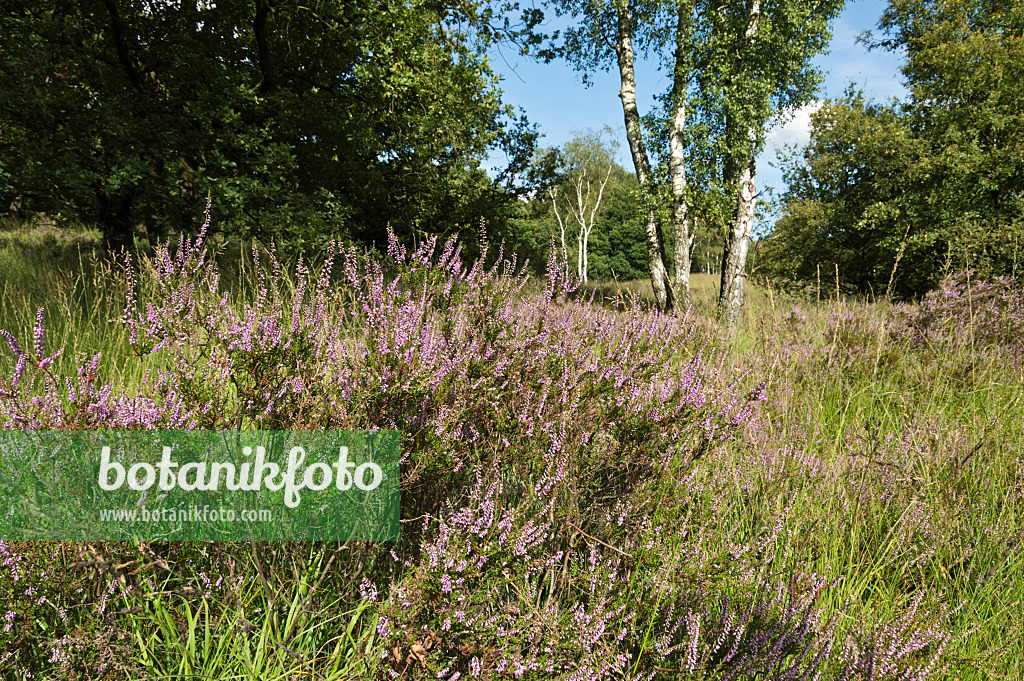 511277 - Besenheide (Calluna vulgaris) und Birken (Betula), Nationalpark De Meinweg, Niederlande