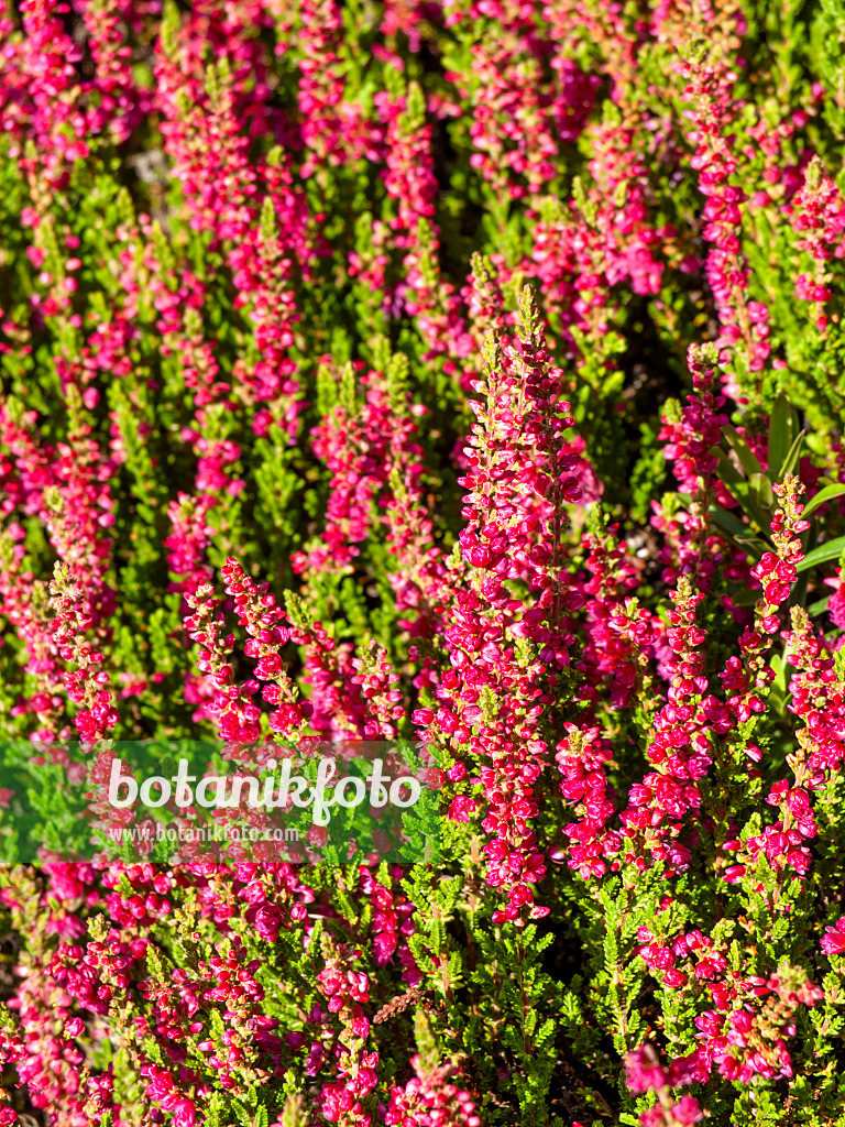 464014 - Besenheide (Calluna vulgaris 'Dark Beauty')