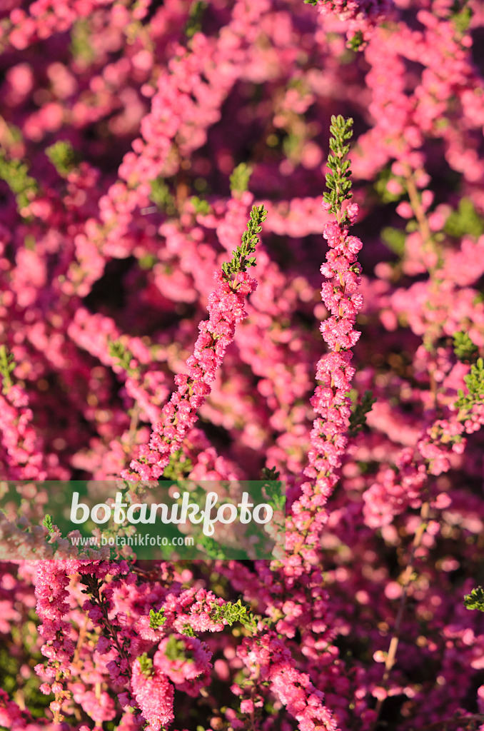 549020 - Besenheide (Calluna vulgaris 'Hatjes Herbstfeuer')