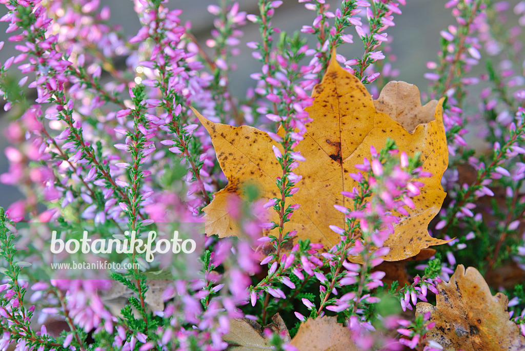 517008 - Besenheide (Calluna vulgaris) mit Ahornblatt