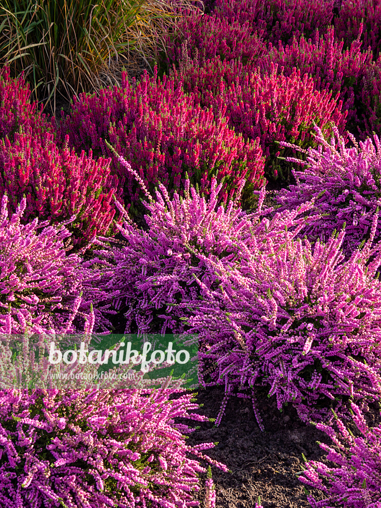 418020 - Besenheide (Calluna vulgaris 'Moritz' und Calluna vulgaris 'Dark Beauty')