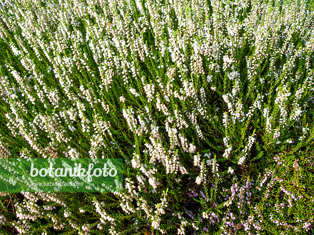 464029 - Besenheide (Calluna vulgaris 'Serlei')