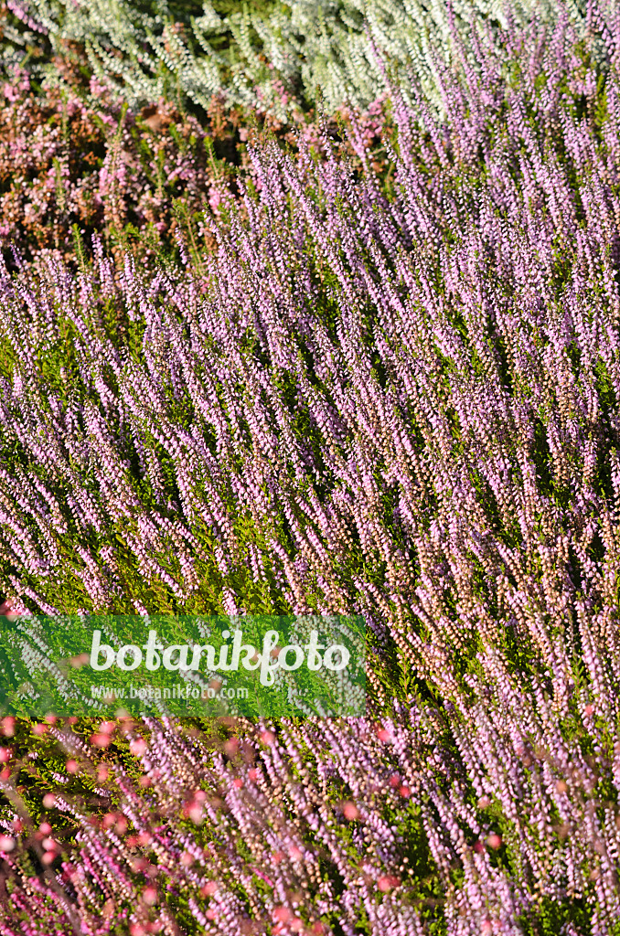 547383 - Besenheide (Calluna vulgaris 'Spring Torch')