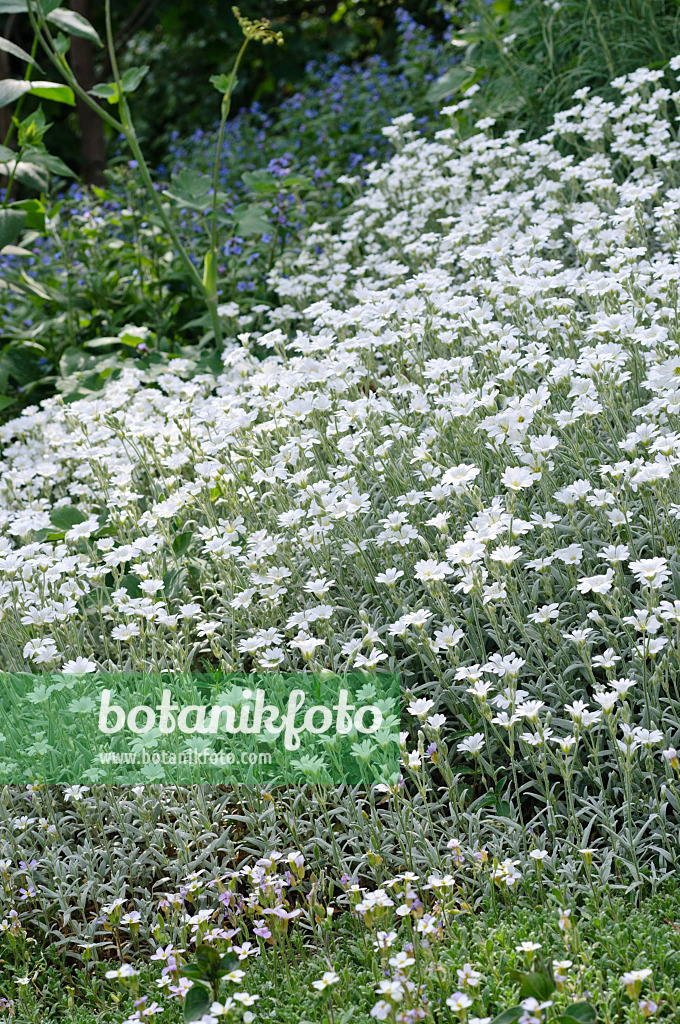 472114 - Biebersteins Hornkraut (Cerastium biebersteinii)