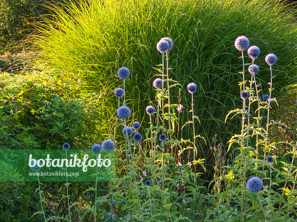 415063 - Bienenkugeldistel (Echinops sphaerocephalus)