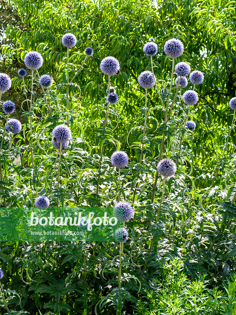 427246 - Bienenkugeldistel (Echinops sphaerocephalus)