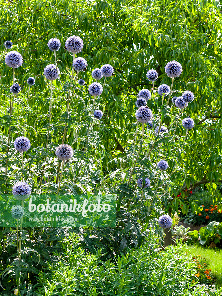 427247 - Bienenkugeldistel (Echinops sphaerocephalus)