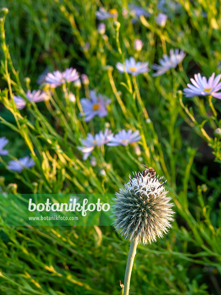 450074 - Bienenkugeldistel (Echinops sphaerocephalus) und Tartarenaster (Aster tataricus)