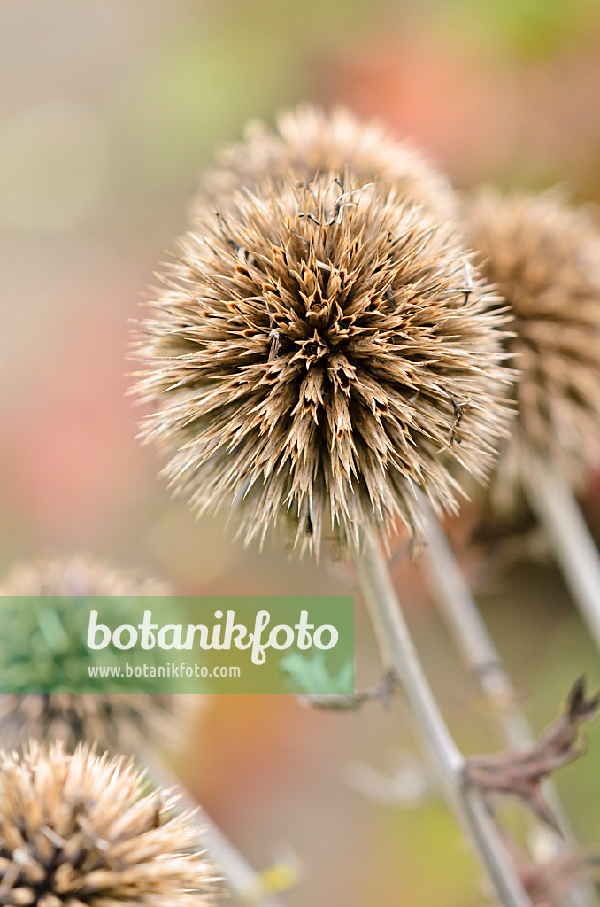 525173 - Bienenkugeldistel (Echinops sphaerocephalus)