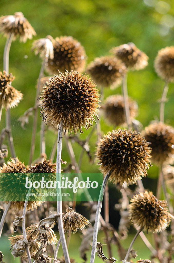 549061 - Bienenkugeldistel (Echinops sphaerocephalus)