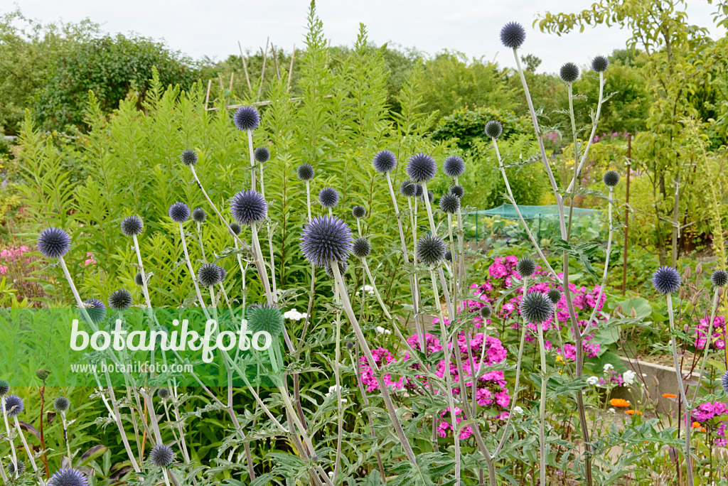 558276 - Bienenkugeldistel (Echinops sphaerocephalus)