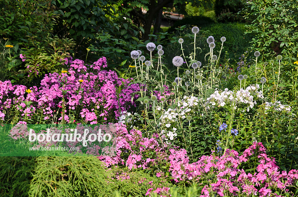 570092 - Bienenkugeldistel (Echinops sphaerocephalus) und Staudenphlox (Phlox paniculata)