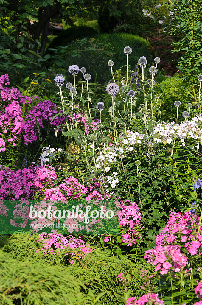 570093 - Bienenkugeldistel (Echinops sphaerocephalus) und Staudenphlox (Phlox paniculata)