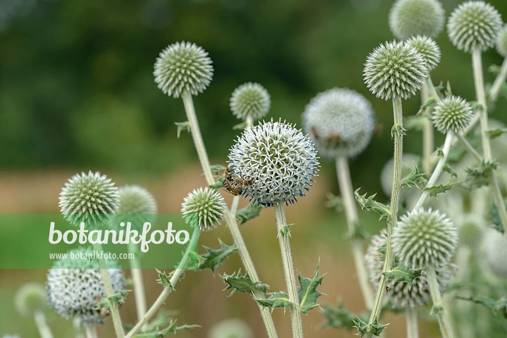 575090 - Bienenkugeldistel (Echinops sphaerocephalus)