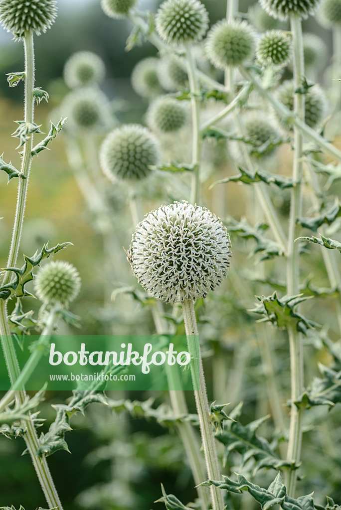 575091 - Bienenkugeldistel (Echinops sphaerocephalus)